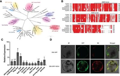 Nudix hydrolase 14 influences plant development and grain chalkiness in rice